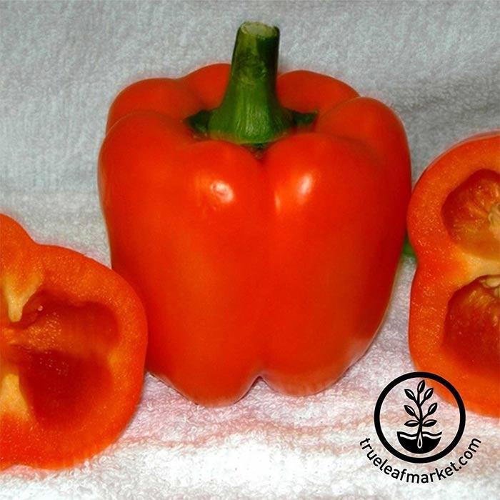 Sweet Pepper - Orange Coral Bell