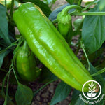 Pepper Seeds - Sweet - Corno Di Toro - Giallo