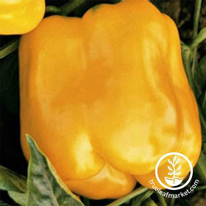 Sweet Pepper - Golden Cal Wonder