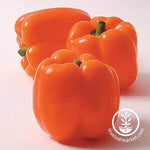 Sweet Pepper - Horizon Orange