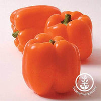 Sweet Pepper - Horizon Orange