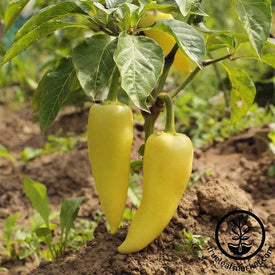 Sweet Pepper - Hungarian Yellow Wax Sweet