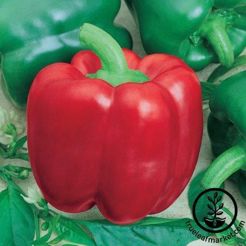 Pepper Seeds - Sweet - Jupiter