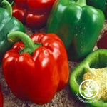 Sweet Pepper - Keystone Resistant Giant