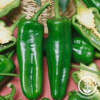 Korean Hong-Gochu Pepper – Truelove Seeds