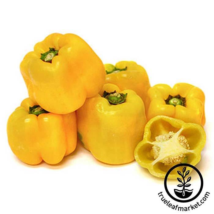 Heirloom Sweet Pepper Garden Seeds - Sunbright - Non-GMO, Vegetable