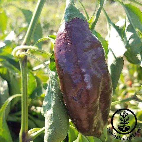 Pepper Seeds - Sweet - Sweet Chocolate