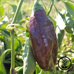 Pepper Seeds - Sweet - Sweet Chocolate