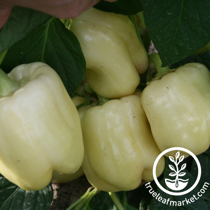 sweet white cloud pepper