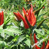 Thai Hot Chili Pepper (Capsicum annuum) - Annie's Heirloom Seeds