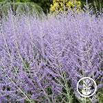 Russian Sage Perovskia Seeds - Blue Steel