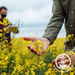 Rapeseed - Canola Hand