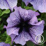 Petunia - Daddy Series - Blue