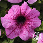 Petunia - Daddy Series - Orchid