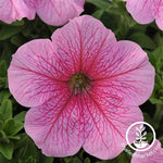 Petunia - Daddy Series - Pink