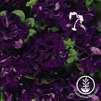 Petunia - Double Cascade Series - Blue