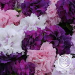 Petunia - Double Cascade Series - Mix