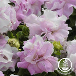 Petunia - Double Cascade Series - Orchid Mist