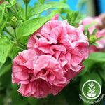 Petunia - Double Cascade Series - Pink