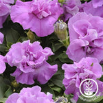 Petunia - Double Madness Series - Lavender