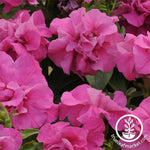 Petunia - Double Madness Series - Pink