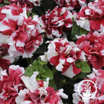 Petunia - Double Madness Series - Red & White