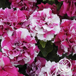 Petunia - Double Madness Series - Rose & White