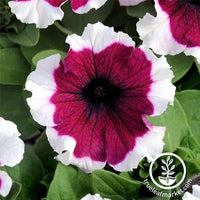 Petunia - Dreams Series - Burgundy Picotee