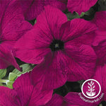 Petunia - Dreams Series - Burgundy