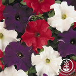 Petunia - Dreams Series - Patriot Mix