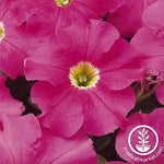 Petunia - Dreams Series - Pink