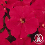 Petunia - Dreams Series - Red