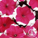 Petunia - Dreams Series - Rose Picotee