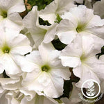 Petunia - Dreams Series - White