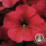 Petunia - Easy Wave Series - Berry Velour