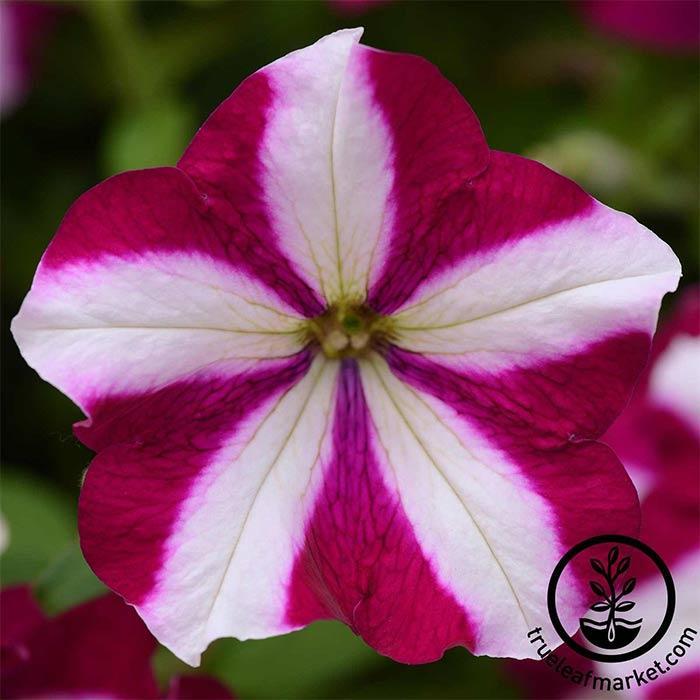 Petunia - Easy Wave Series - Burgundy Star