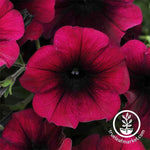 Petunia - Easy Wave Series - Burgundy velour