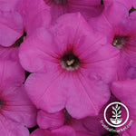 Petunia - Easy Wave Series - Neon Rose