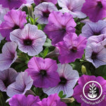 Petunia - Easy Wave Series - Plum Pudding Mix