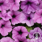 Petunia - Easy Wave Series - Plum Vein