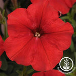 Petunia - Easy Wave Series - Red