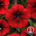 Petunia - Easy Wave Series - Red velour