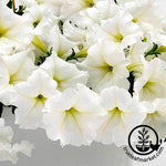 Petunia - Easy Wave Series - White