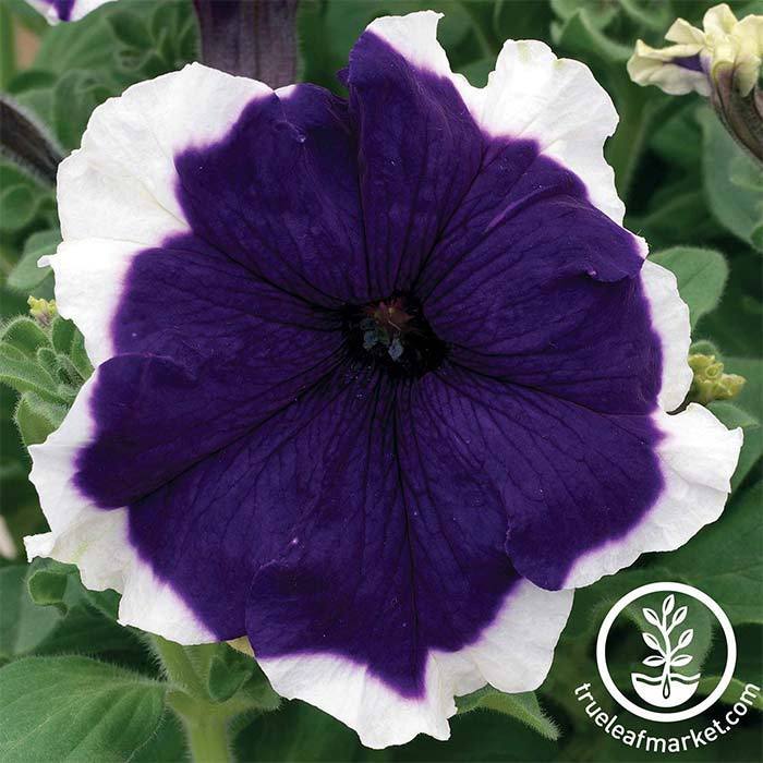 Petunia - Frost Series - Blue