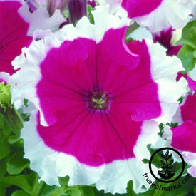 Petunia - Frost Series - Cherry