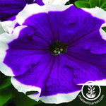 Petunia - Frost Series - Velvet