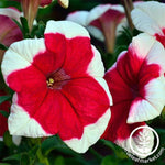 Petunia - Hulahoop Series - Red