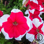 Petunia - Hulahoop Series - Rose