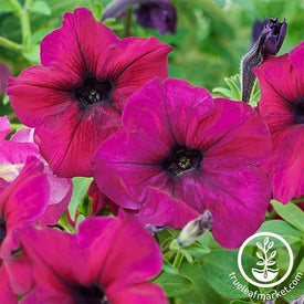 Petunia - Madness Series - Burgundy