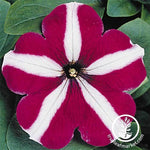 Petunia - Madness Series - Burgundy Star